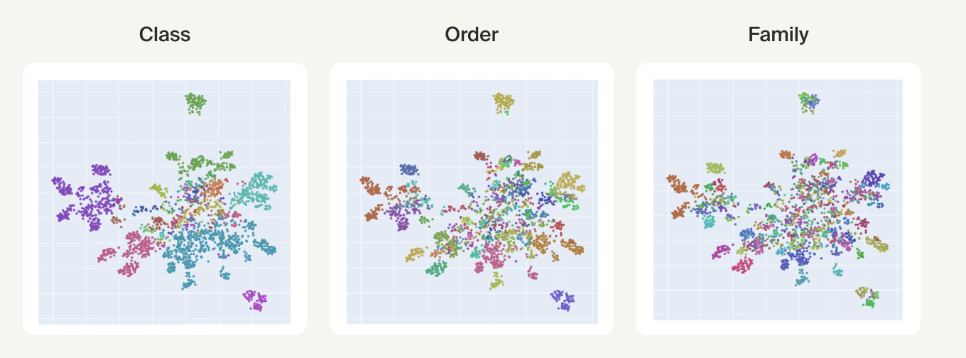 2D UMAPs of species-averaged embeddings