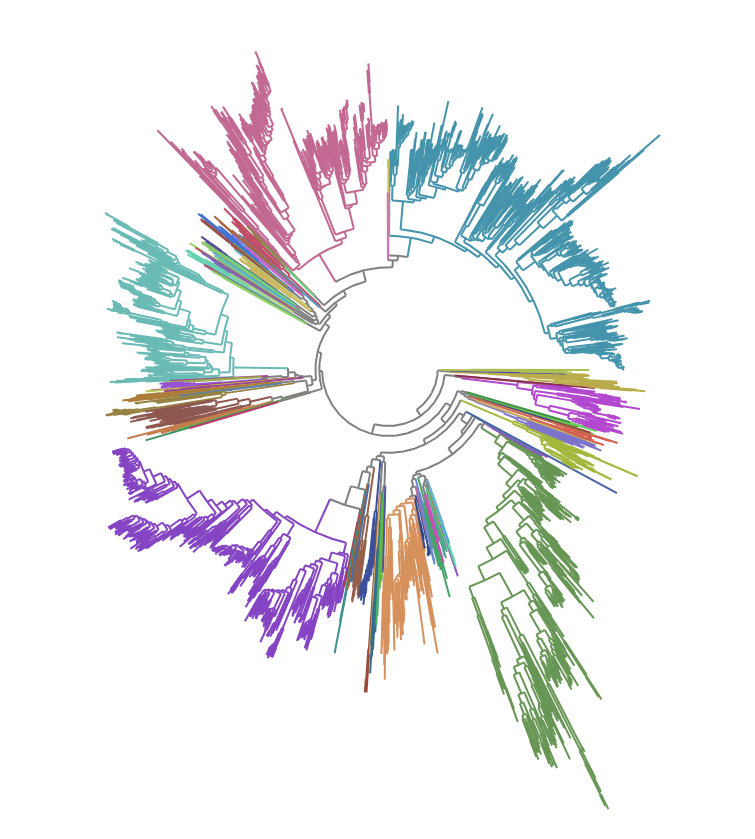 Phylogenetic tree of bacterial species